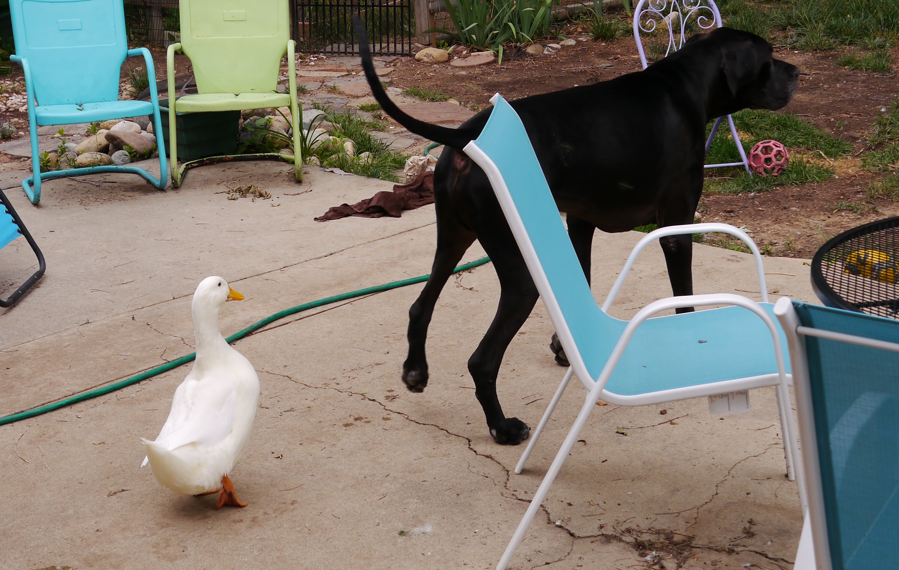 Great Dane being followed by his pekin duck